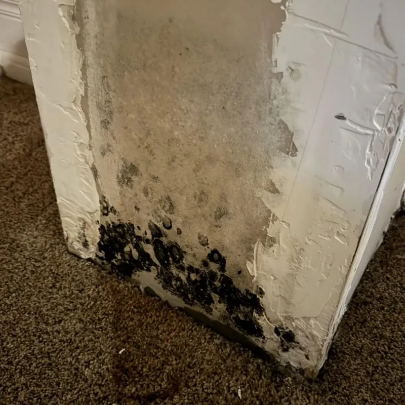 Professional Mold Removal in Utah County, UT